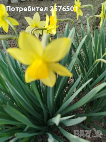 Продавам луковици от пролетни цветя - лалета, нарциси, зюмбюли....., снимка 14 - Градински цветя и растения - 52896351