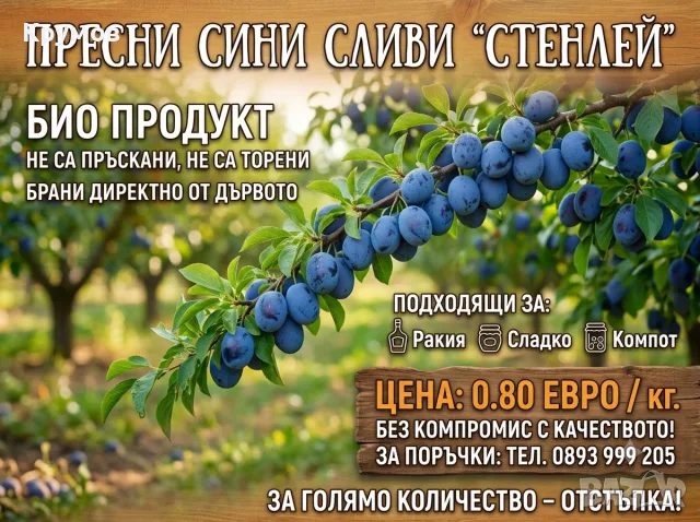 СИНИ СЛИВИ "СТЕНЛЕЙ"