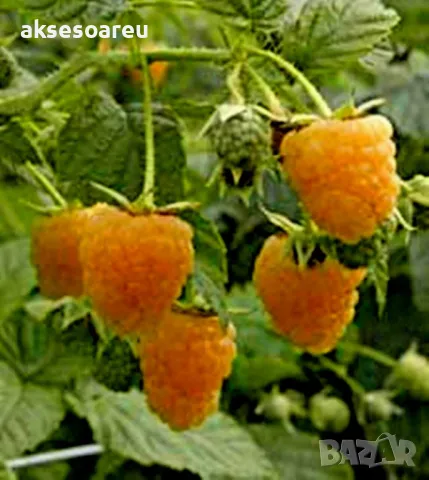 20 качествени Семена от Британска Есенна Златна Малина Златни наситени Сладки Малини плодове , снимка 5 - Сортови семена и луковици - 50222806