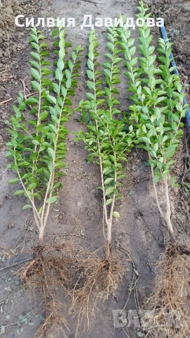 0.70 лв. Лигуструм на корен, снимка 8 - Градински цветя и растения - 52405753