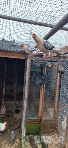 Продавам Нюмберски гълъби, снимка 8 - Гълъби - 52595904