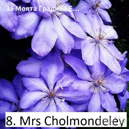 Клематис 33 вида , снимка 9 - Градински цветя и растения - 54019855