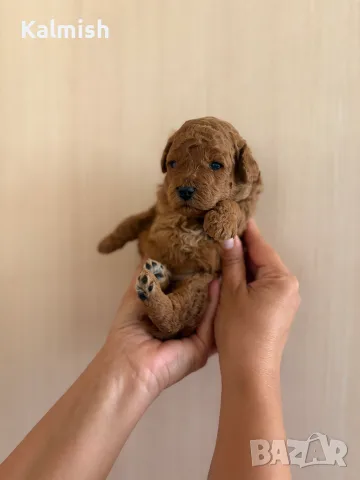 Пудел(мини/той), снимка 3 - Пудели - 55092382