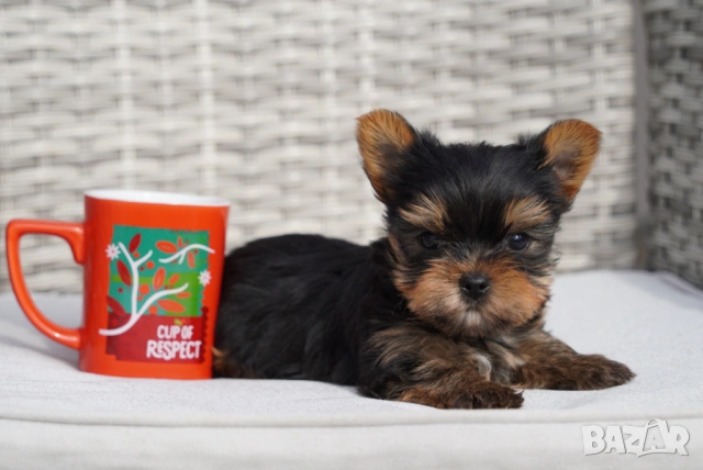 Йоркширски териер , снимка 6 - Йоркширски териер - 54005865