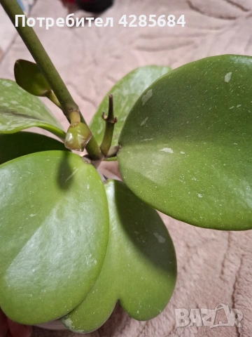 хоя кери сплаш