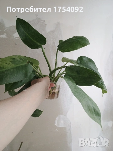 Резници Philodendron Jose Buono 