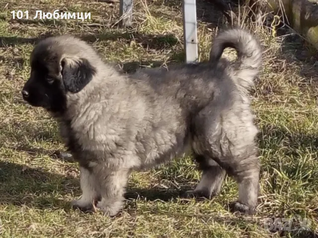 Шарпланинци с родословие, снимка 4 - Други - 47450188