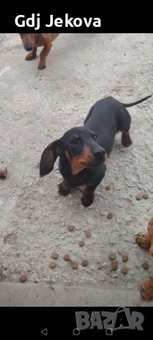 Дакел , снимка 2 - Дакели - 54287312