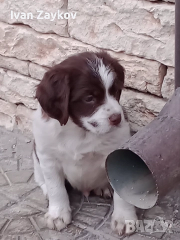 Продавам епаньол-бретон, снимка 3 - Други - 53950070