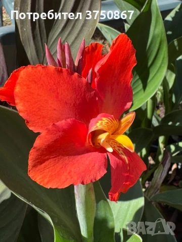 💞🌺💞 Canna CANNOVA / Кана 💞🌺💞, снимка 6 - Градински цветя и растения - 51003774