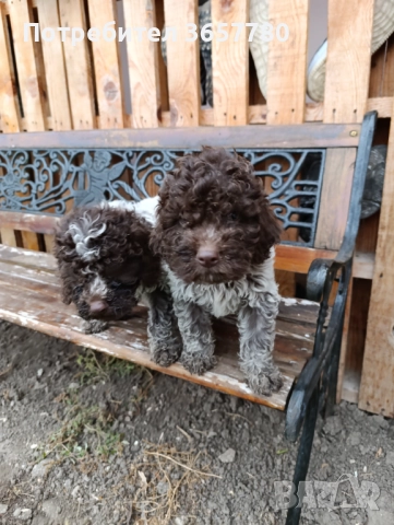 Логото романоел, снимка 5 - Шпаньоли - 52889856