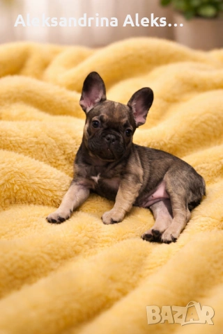 Френски булдог 