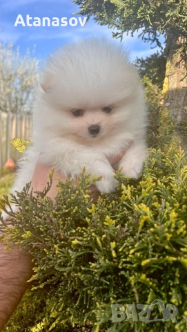 Померан Померанчета 