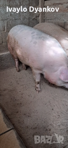 Шопар за коледа