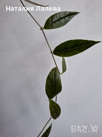 Колумнея, columnea Minor, снимка 4 - Стайни растения - 52971304