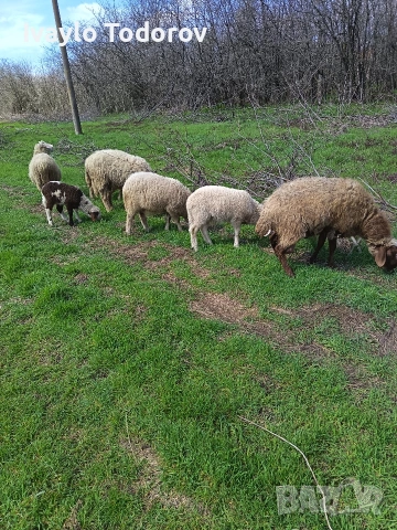 Три броя овце. , снимка 3 - Овце - 54149070
