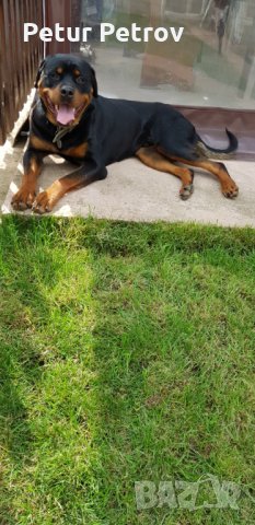 Ротвайлер  за разплод, снимка 3 - Ротвайлер - 19822243