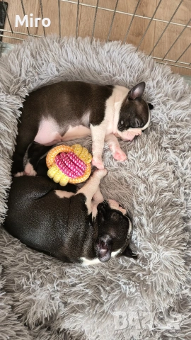 Бостън Териер , снимка 2 - Други - 54265835