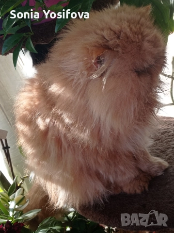 персийско коте продавам , снимка 9 - Други - 52727071