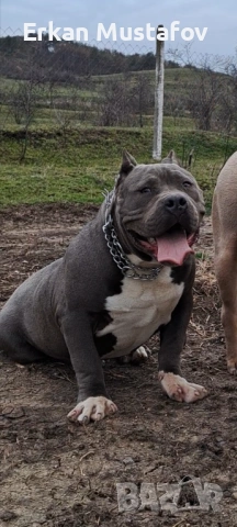 American bully XL / Американско були ХЛ, снимка 2 - Други - 54038956