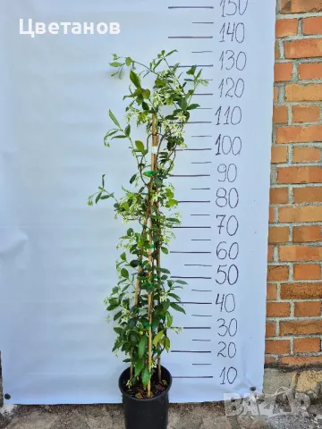 ЖАСМИН студоустойчив и изключително ароматен, снимка 1