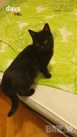 Приемен / постоянен Дом за Черна принцеса, снимка 18 - Други - 53331492