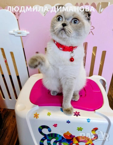 Шотландско момиче със сини очи. , снимка 13 - Британска късокосместа - 53291975