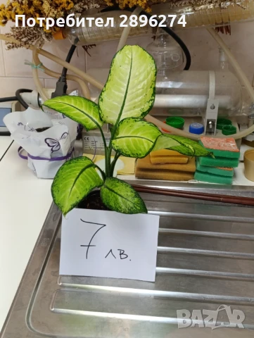  Дифенбахия !!! РАЗПРОДАЖБА (-40%)!!!, снимка 9 - Стайни растения - 46264327
