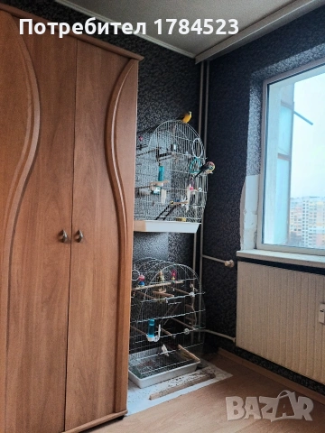 Поен мъжки папагал 25г, снимка 14 - Папагали - 54091098