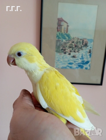 Социални бебета папагали монах , снимка 2 - Папагали - 54262879