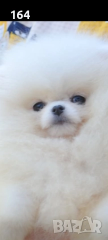 Купувам мъжко над 15 месеца .