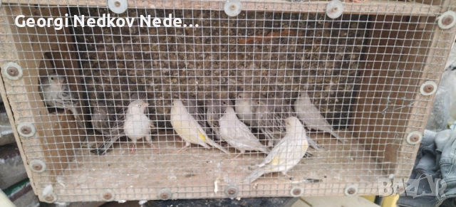 Продавам канари , снимка 4 - Канари - 52758060