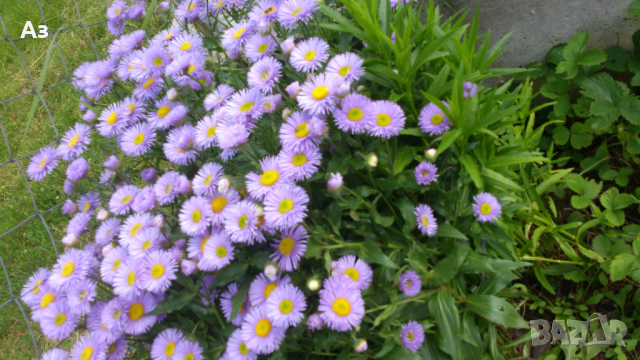 Продавам семена на цветя Маргарита, градинска, синя, снимка 2 - Разсади - 36401385