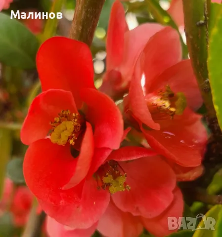 Японска дюля, декоративна дюля, снимка 6 - Градински цветя и растения - 49698357