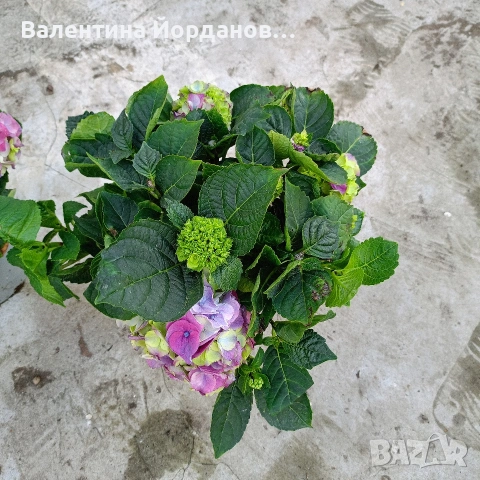 хортензия за сянка , снимка 3 - Градински цветя и растения - 54333886