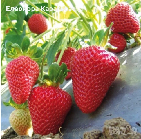 Разсад Ягоди и Малини