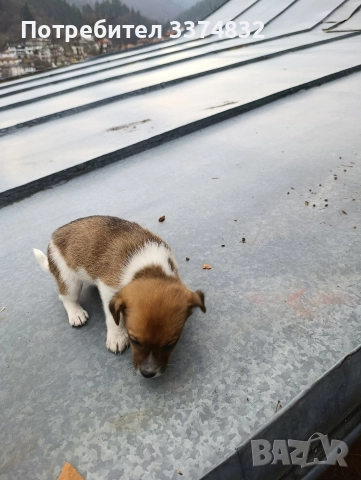 продавам малки кученца, снимка 2 - Други - 52201702