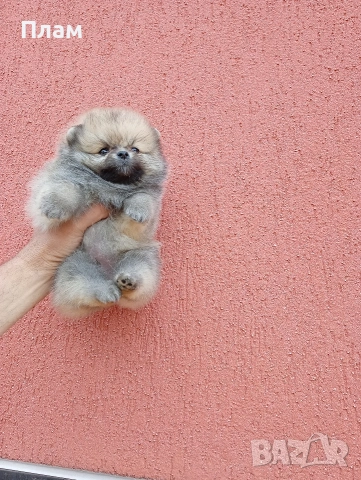 Мъжки Померан