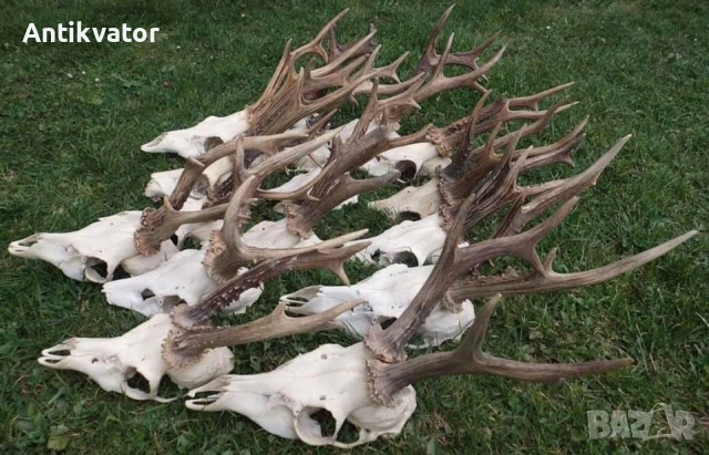 16 бр. трофеи от сръндак, лов и риболов