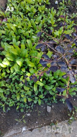 продавам цветя Невен - семена, реколта 2025 г., снимка 3 - Сортови семена и луковици - 24874715