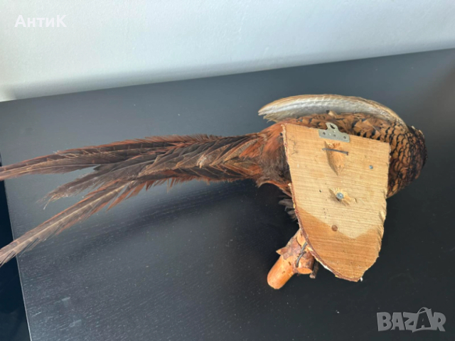 Препариран Фазан , снимка 8 - Други ценни предмети - 51683019