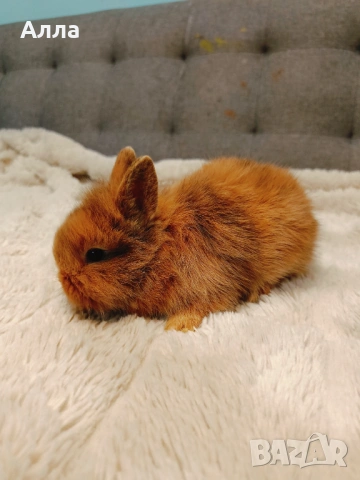 Декоративни зайчета, ангора, снимка 9 - Декоративни зайчета - 53088198