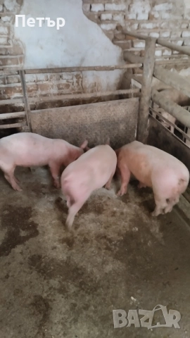 Продавам 10 бр.Прасета бълг.бяла.по 40-45кг.Мъжките са скопени.на изгодна цена., снимка 4 - Прасета - 51925963