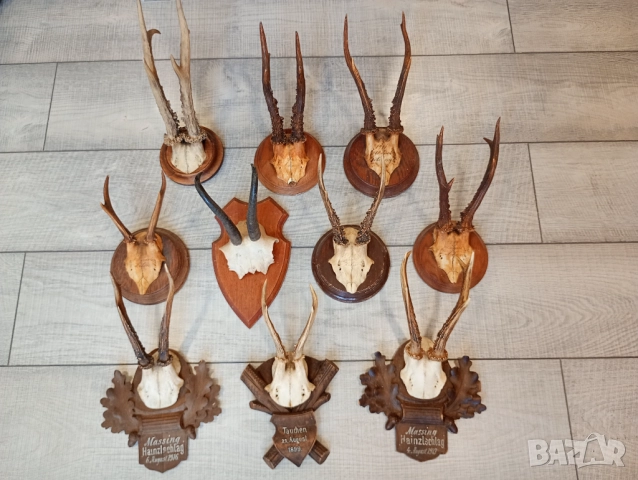 Трофей рога от сръндак и дива коза  