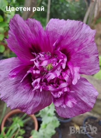 Домашни семена на цветя , снимка 11 - Градински цветя и растения - 51020468