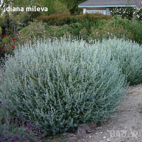 Теукриум, Teucrium Fruticans, снимка 2 - Градински цветя и растения - 39343405