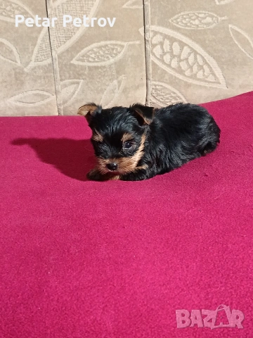 Йоркширски териер мини , снимка 6 - Йоркширски териер - 53883069