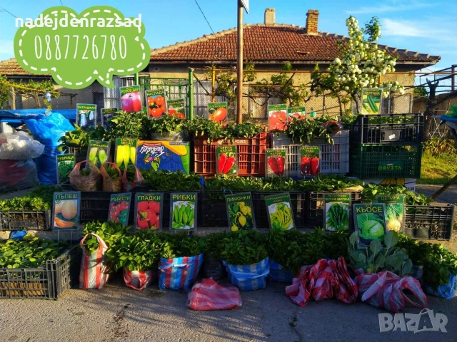 Готов разсад ранни домати краставици ягоди, снимка 5 - Разсади - 53942089