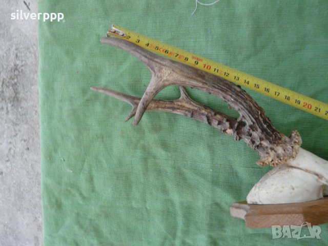  Стар немски сръндаков трофей - 11 , снимка 2 - Други ценни предмети - 42243790