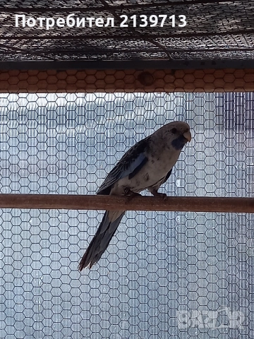 Продавам папагали Пенантови Розели , снимка 2 - Папагали - 52500695